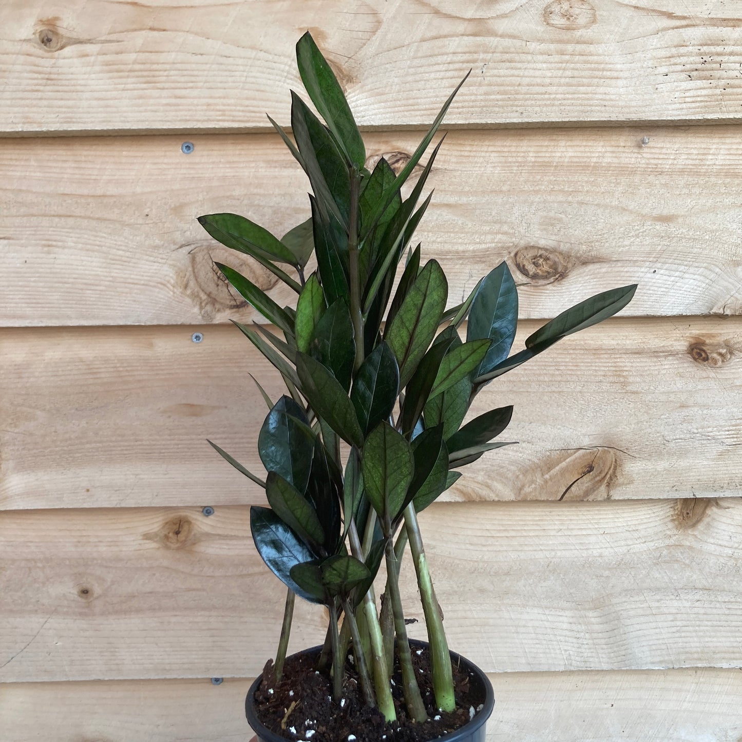 Zamioculcas zamiifolia 'Black' - Black ZZ Plant