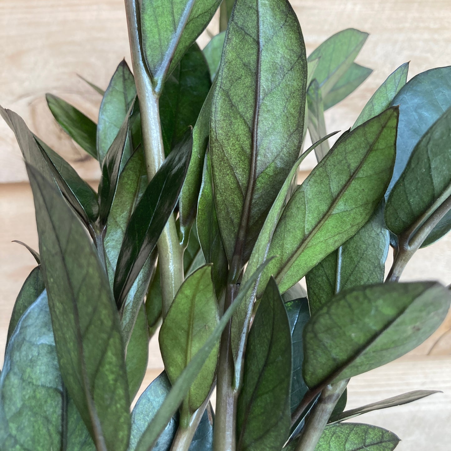 Zamioculcas zamiifolia 'Black' - Black ZZ Plant