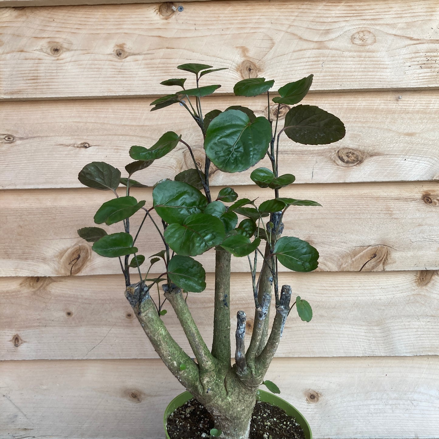 Polyscias scutellaria 'Fabian' - Fabian Aralia