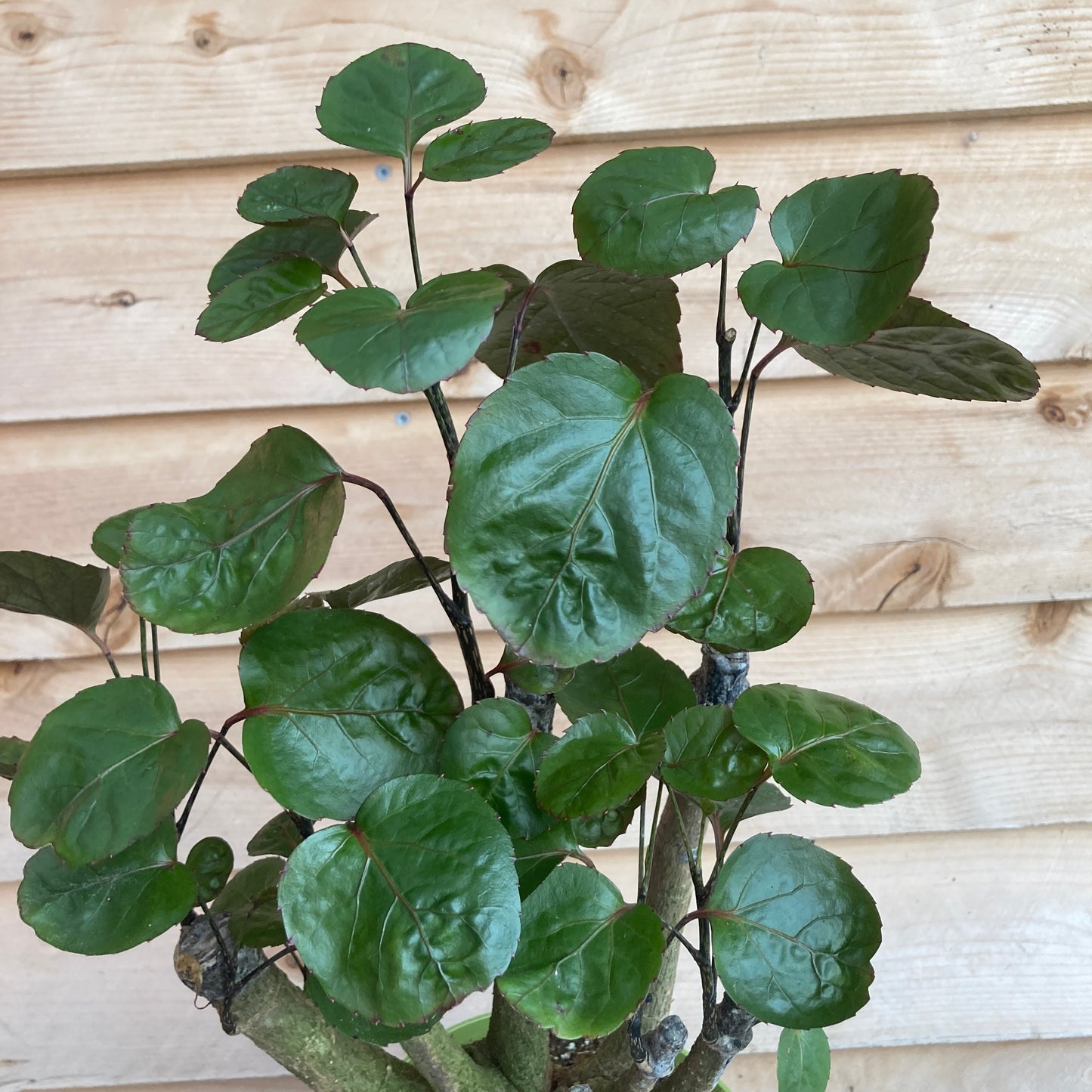 Polyscias scutellaria 'Fabian' - Fabian Aralia