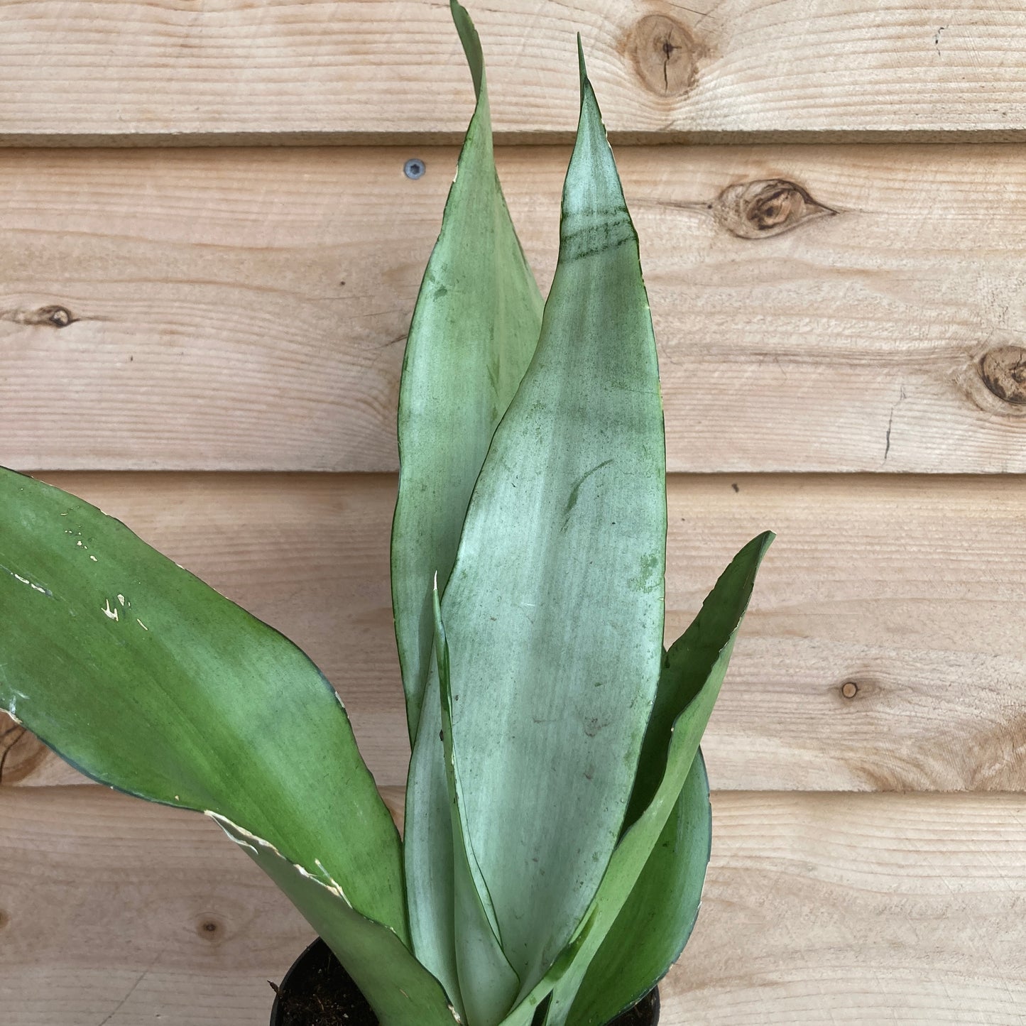 Sansevieria 'Moonshine' - Snake Plant