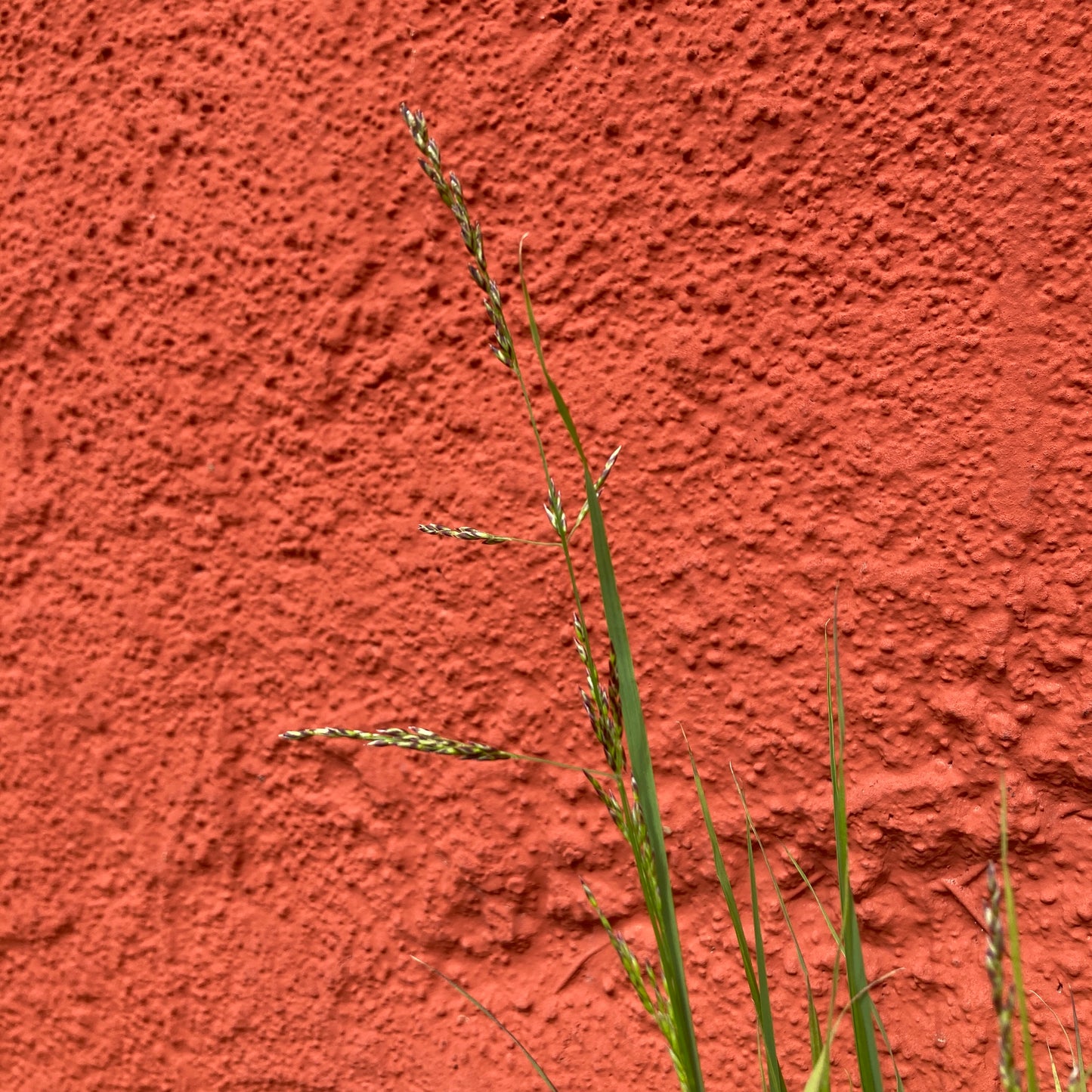 Melica imperfecta - Coast Range Melic