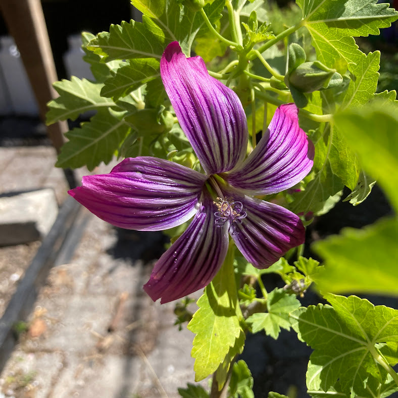 Lavatera 'Purisima' (syn. Malva 'Purisima') - Tree Mallow