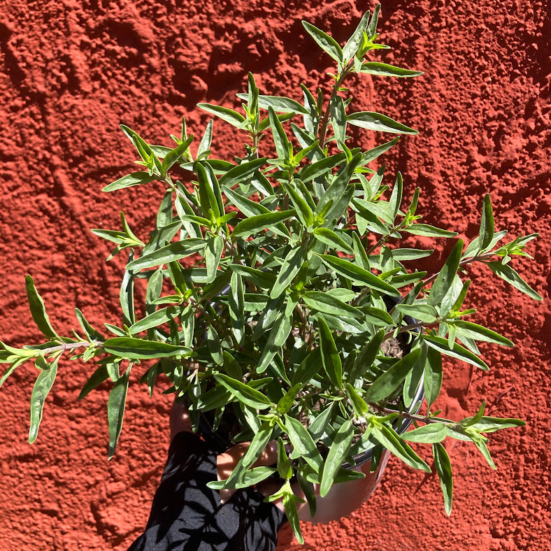 Monardella odoratissima - Mountain Coyote Mint