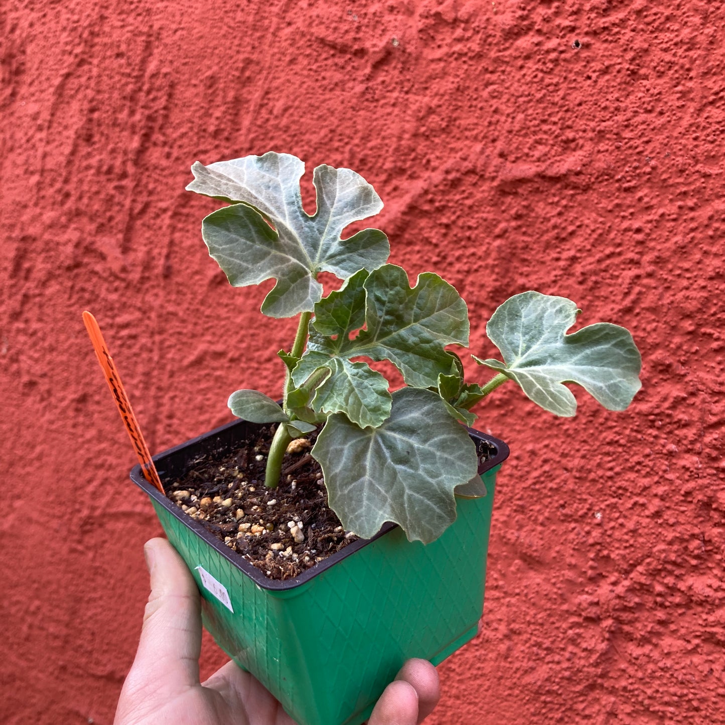Watermelon 'Crimson Sweet'