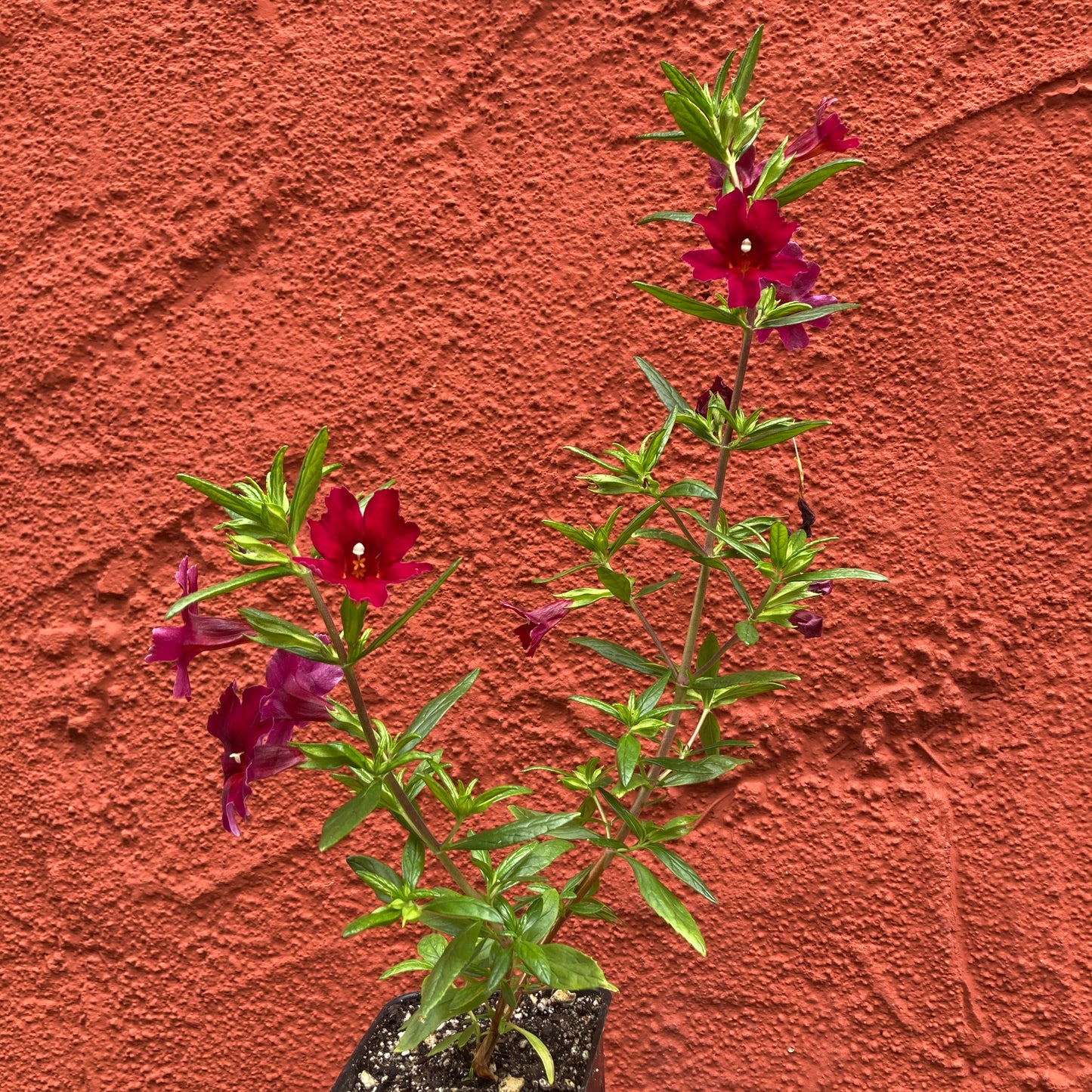 Mimulus ‘Jelly Bean Betabel’ - Magenta Monkey Flower
