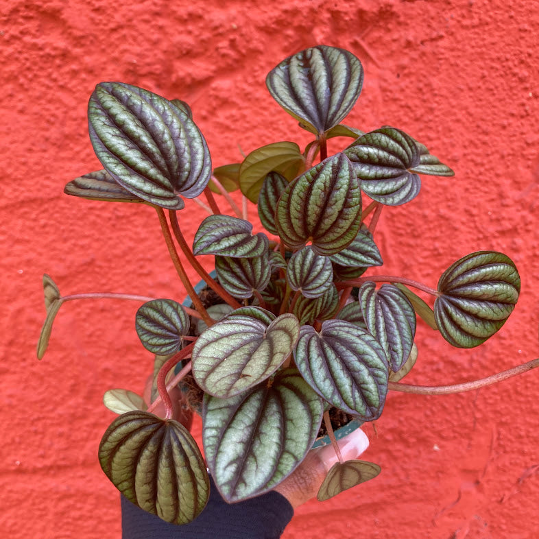 Peperomia 'Piccolo Banda'