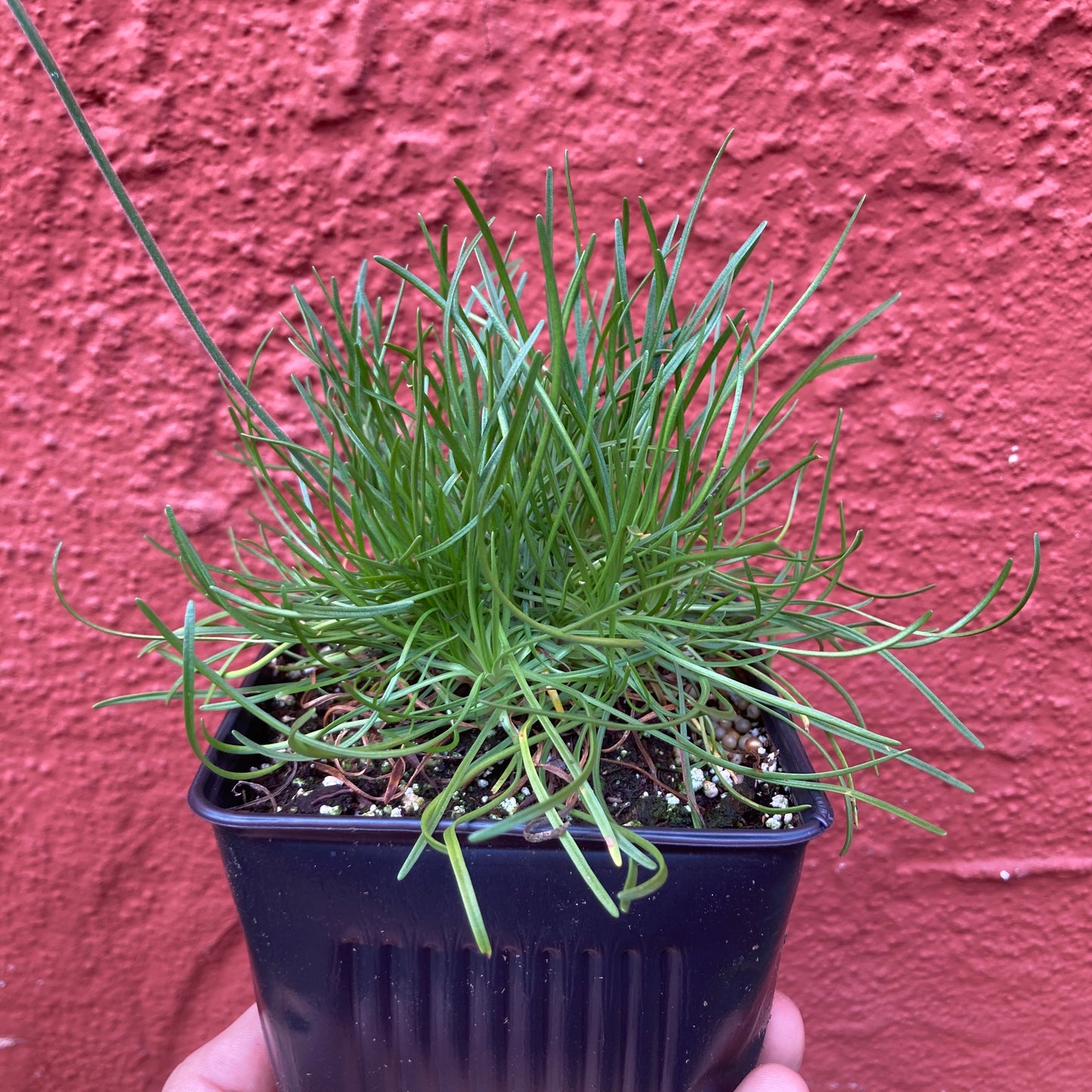 Armeria maritima - Sea Pink