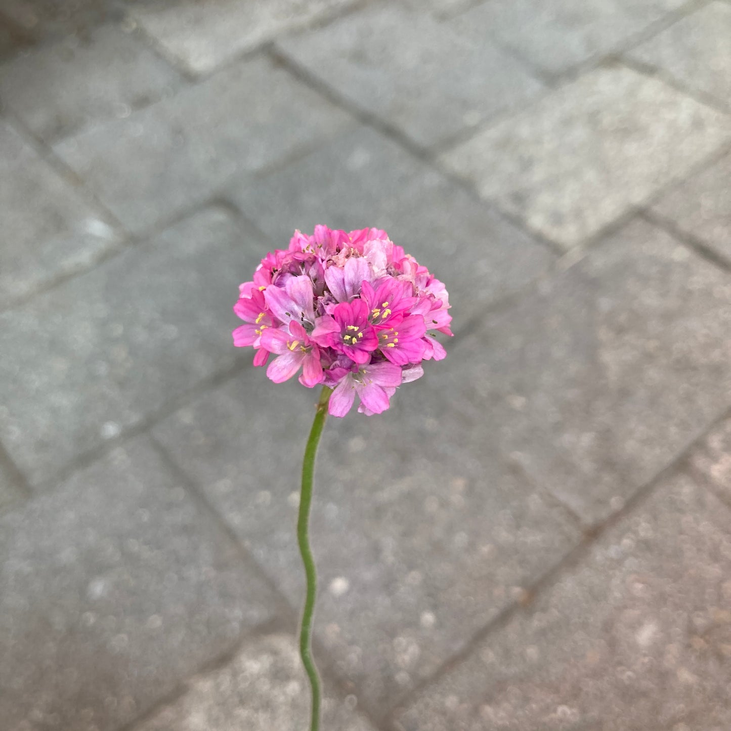 Armeria maritima - Sea Pink