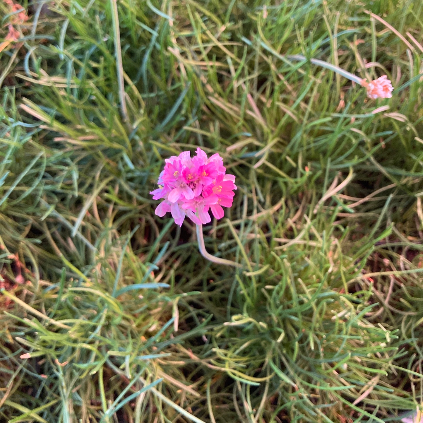 Armeria maritima - Sea Pink