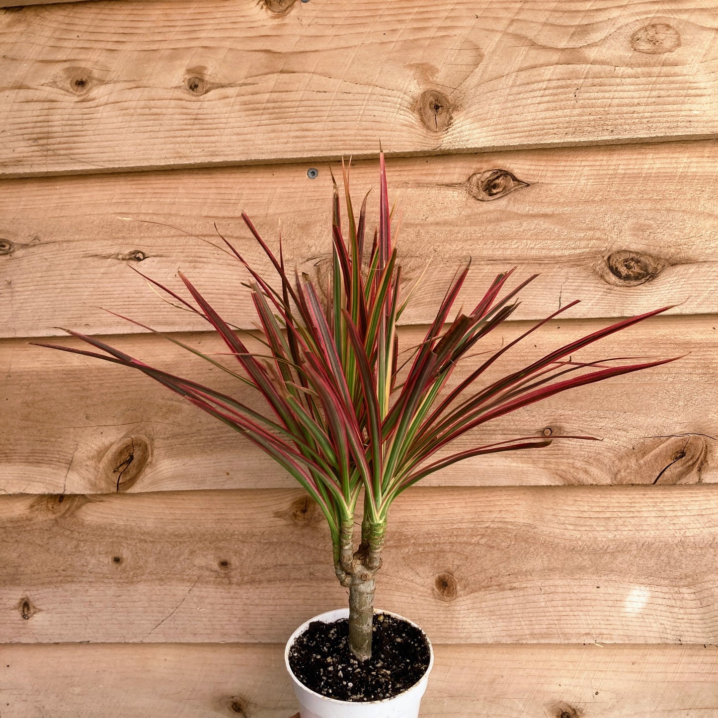 Dracaena marginata 'Colorama' - Dragon Tree