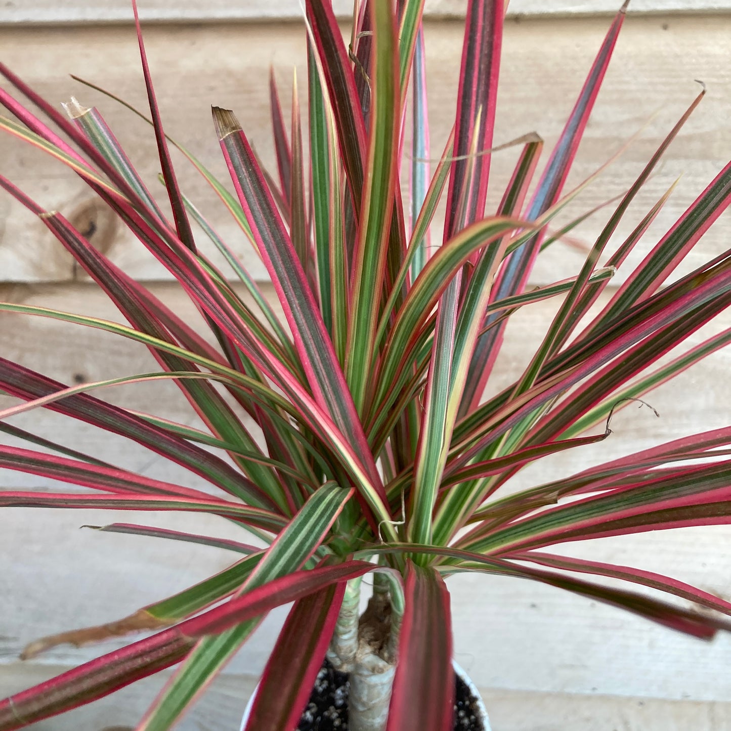 Dracaena marginata 'Colorama' - Dragon Tree