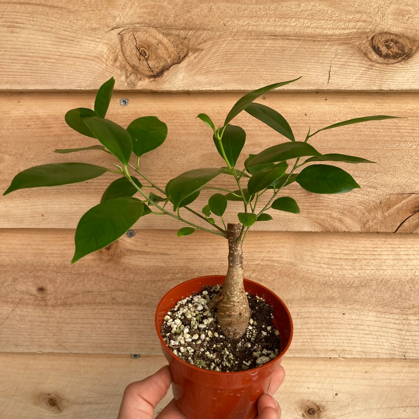 Ficus microcarpa 'Ginseng'