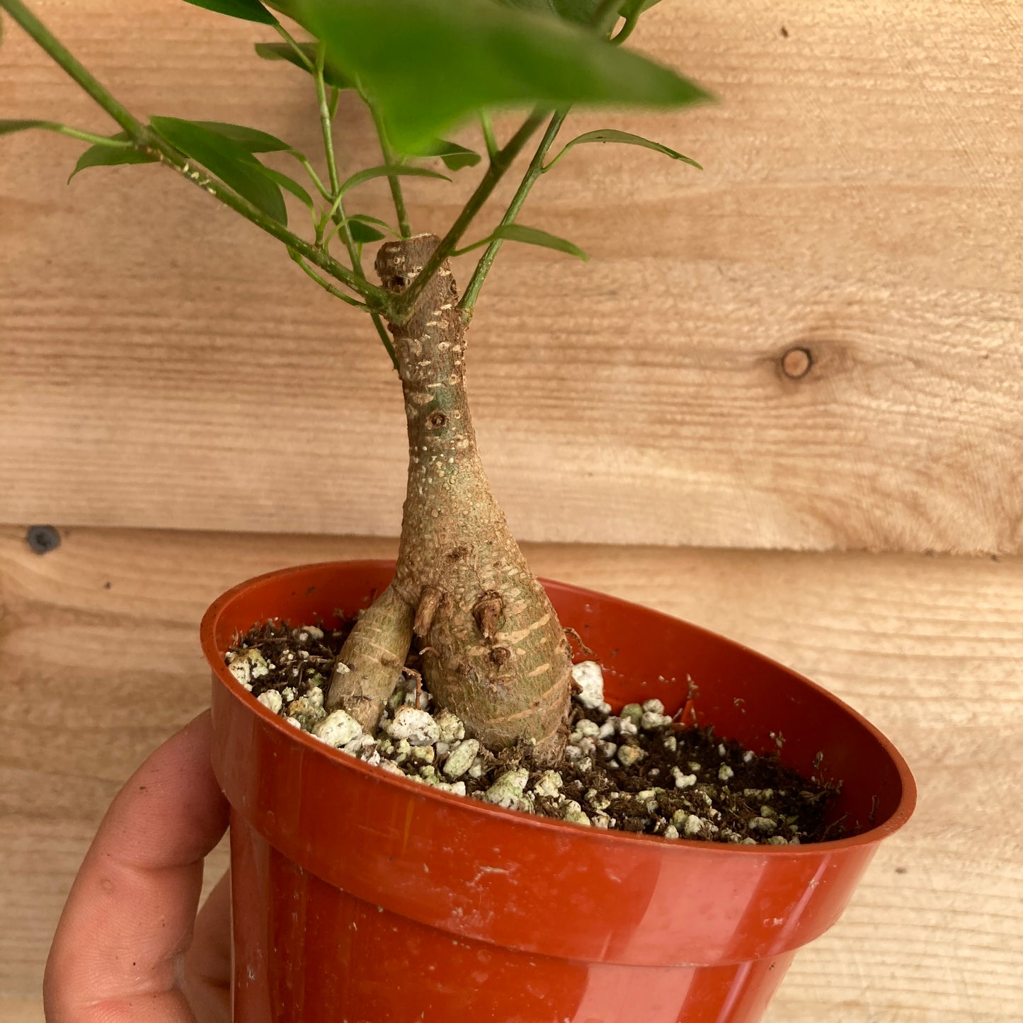 Ficus microcarpa 'Ginseng'