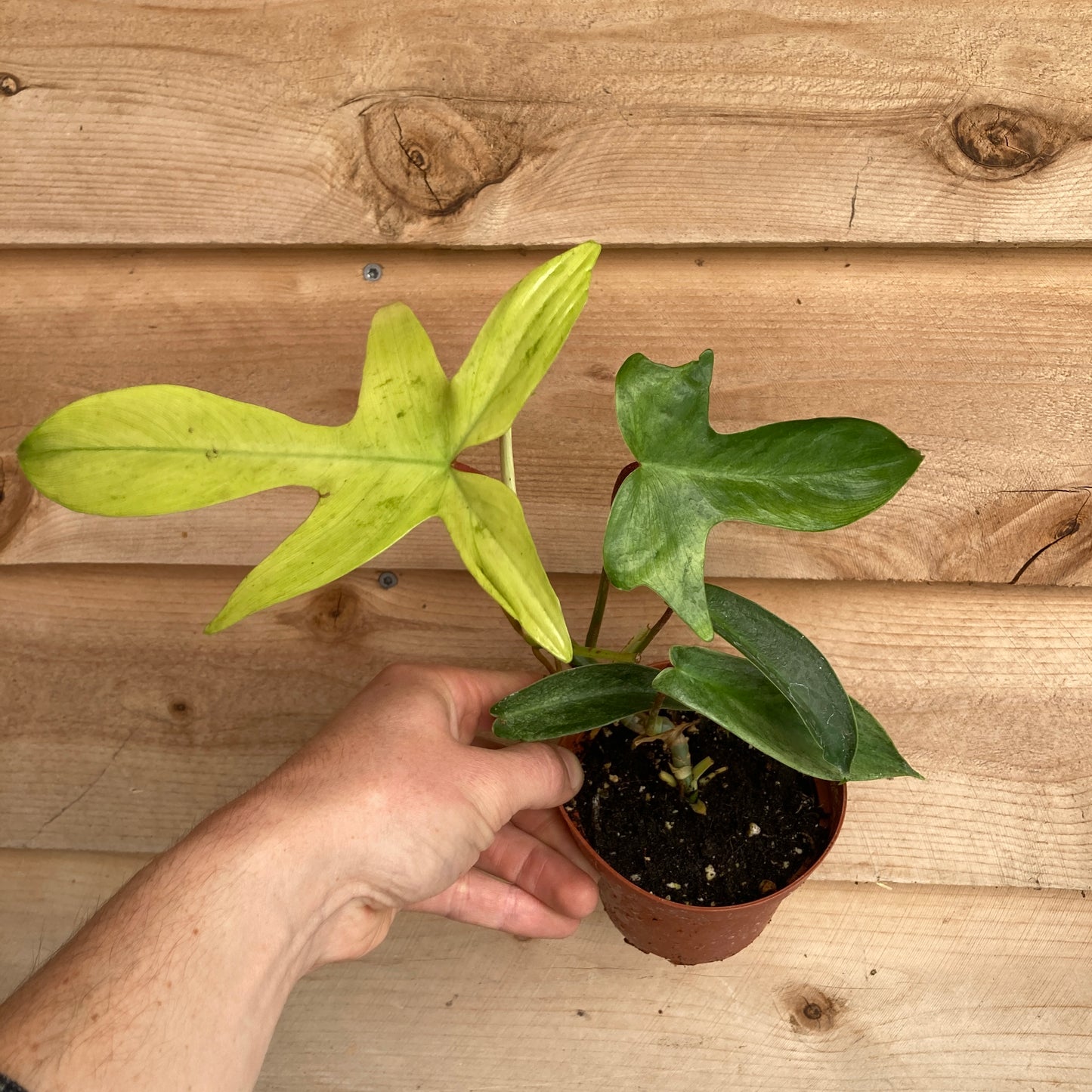 Philodendron 'Florida Ghost'