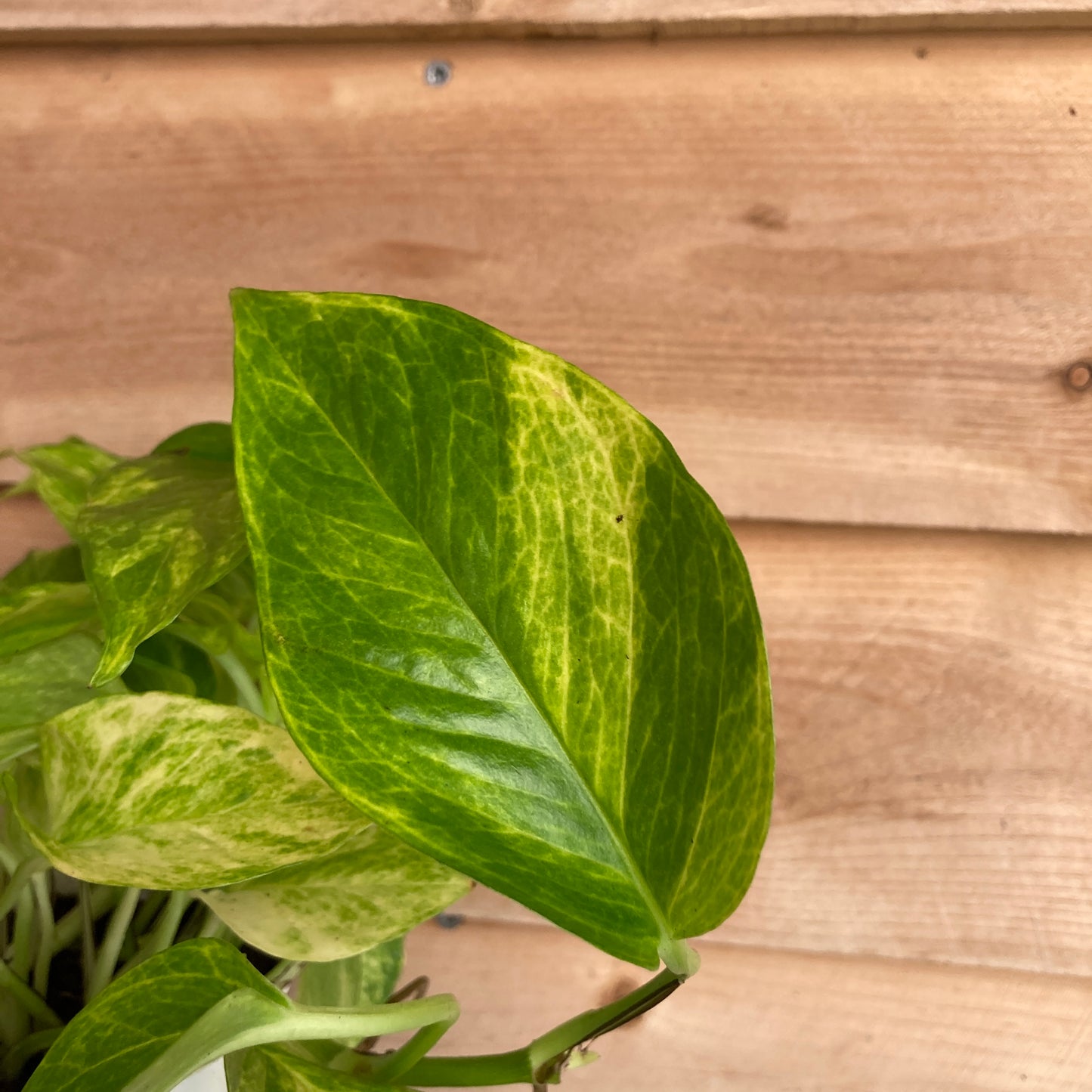 Epipremnum 'Neon Queen' - Pothos