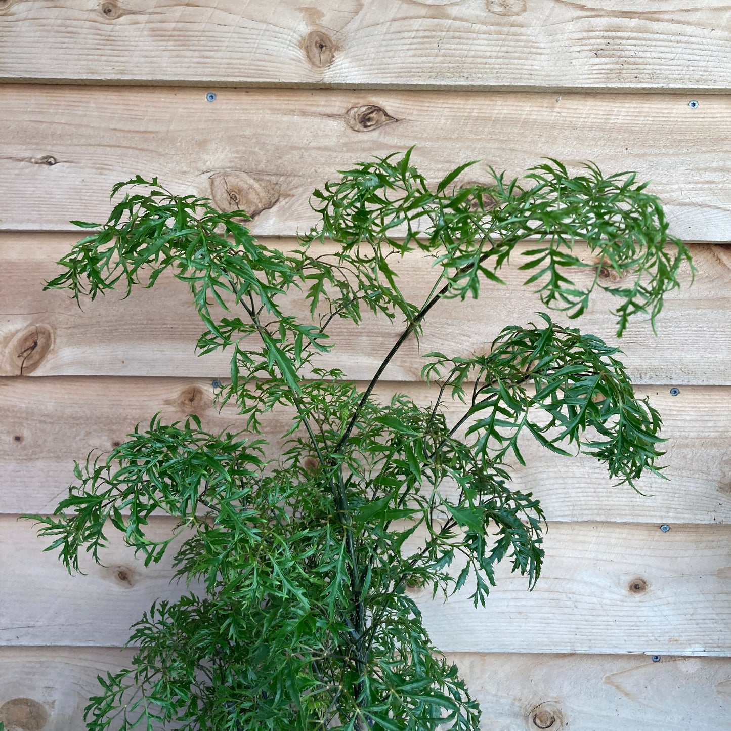 Polyscias fruticosa - Aralia Ming, Mini Bonsai