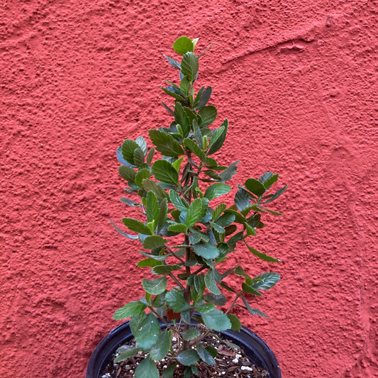 Cercocarpus betuloides var. blancheae - Island Mountain Mahogany