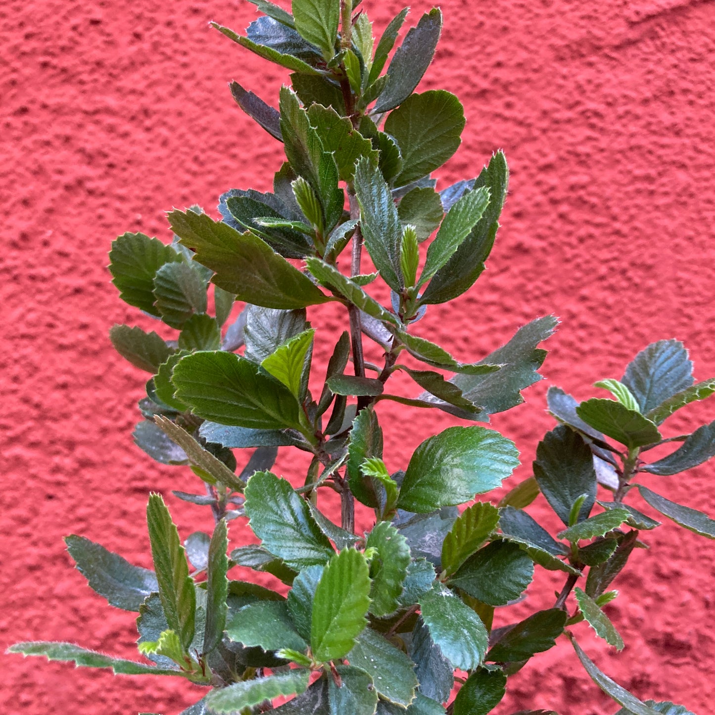Cercocarpus betuloides var. blancheae - Island Mountain Mahogany