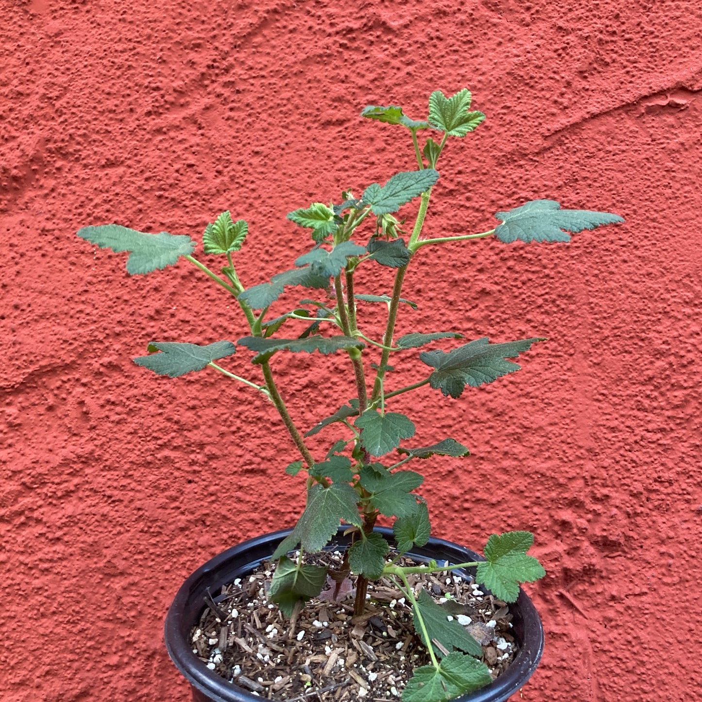 Ribes malvaceum 'Montara Rose- Chaparral Currant