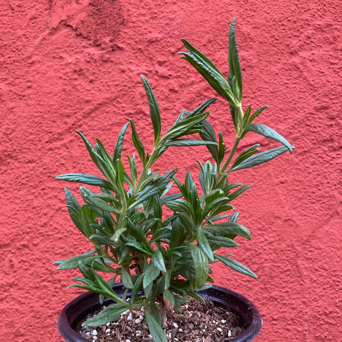 Mimulus 'Jelly Bean Citron' - Citron Monkeyflower