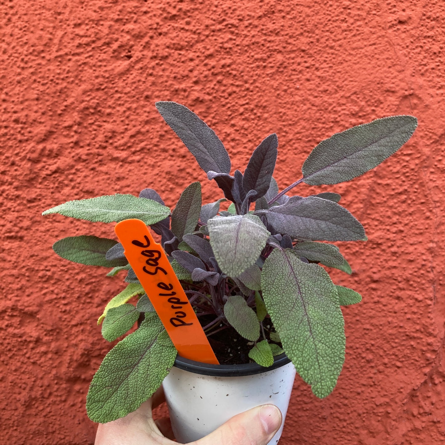 Purple Culinary Sage
