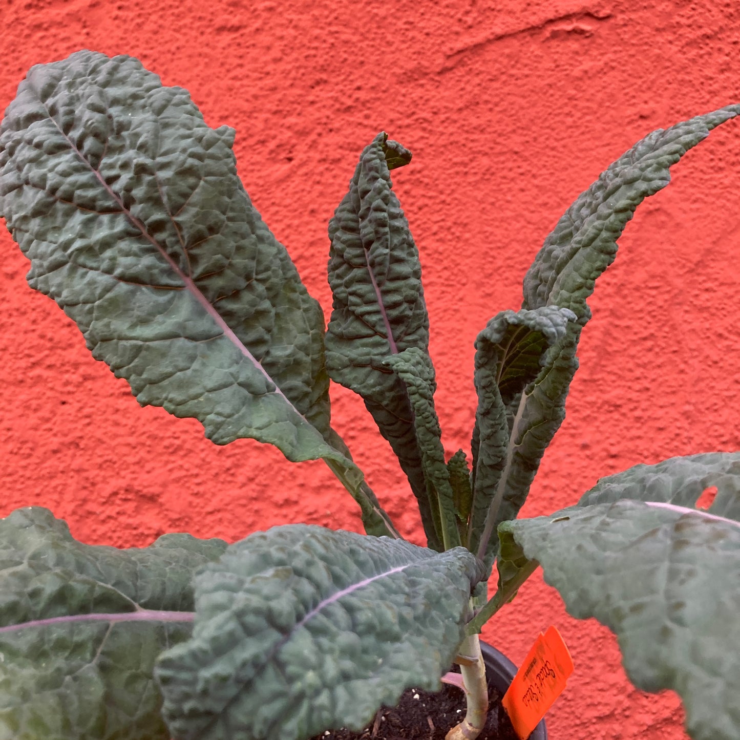 Dinosaur Kale 'Mamba'