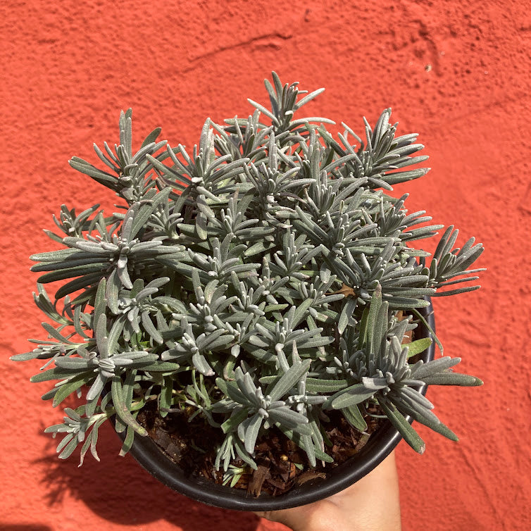 Lavandula angustifolia 'Betty Blue' - English Lavender