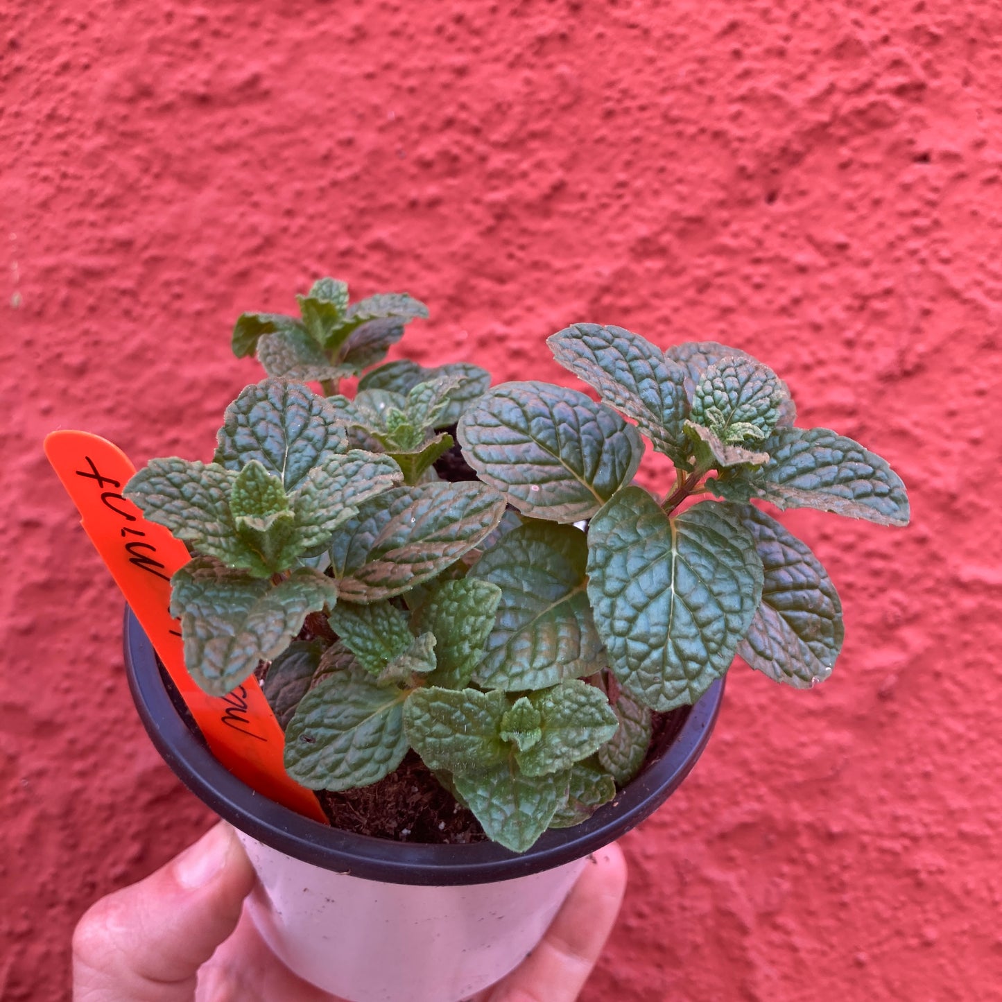 Mint 'Mojito'