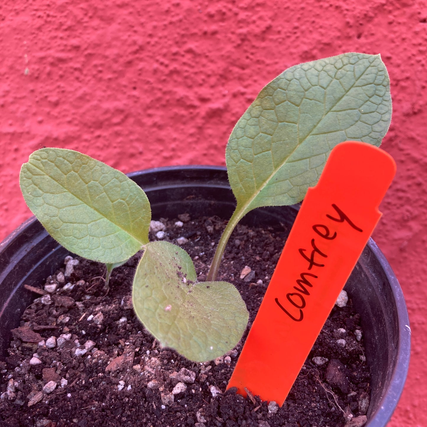 Comfrey