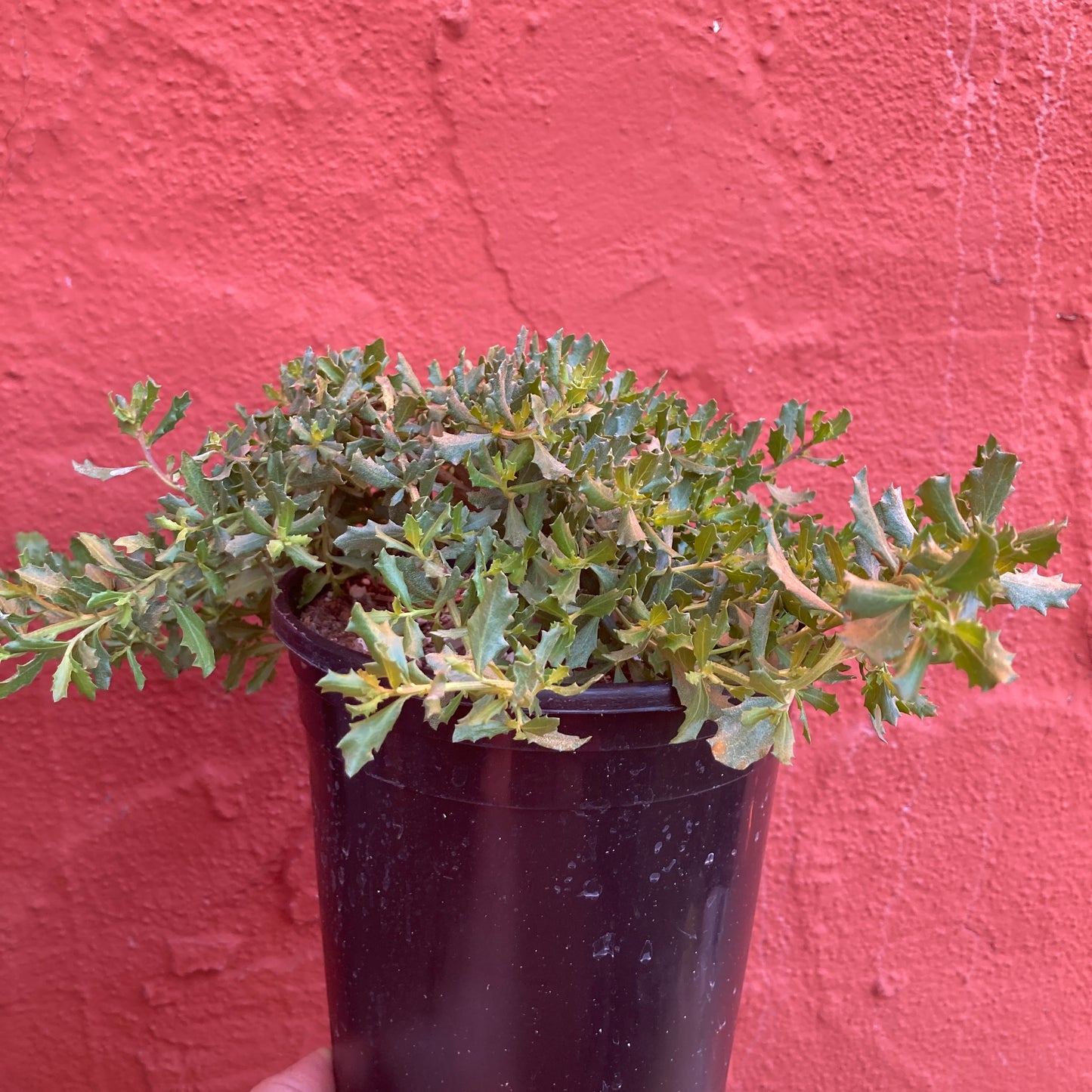 Baccharis pilularis 'Twin Peaks' - Prostrate Coyote Brush