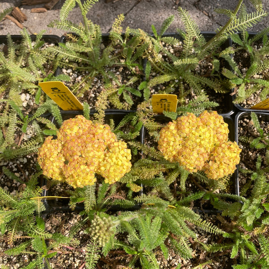 Achillea DESERT EVE 'Terracotta' - Terracotta Yarrow