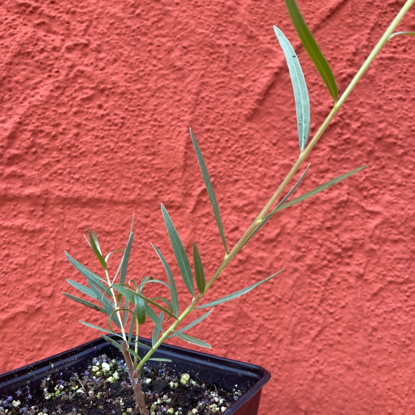 Salix exigua - Narrowleaf Willow