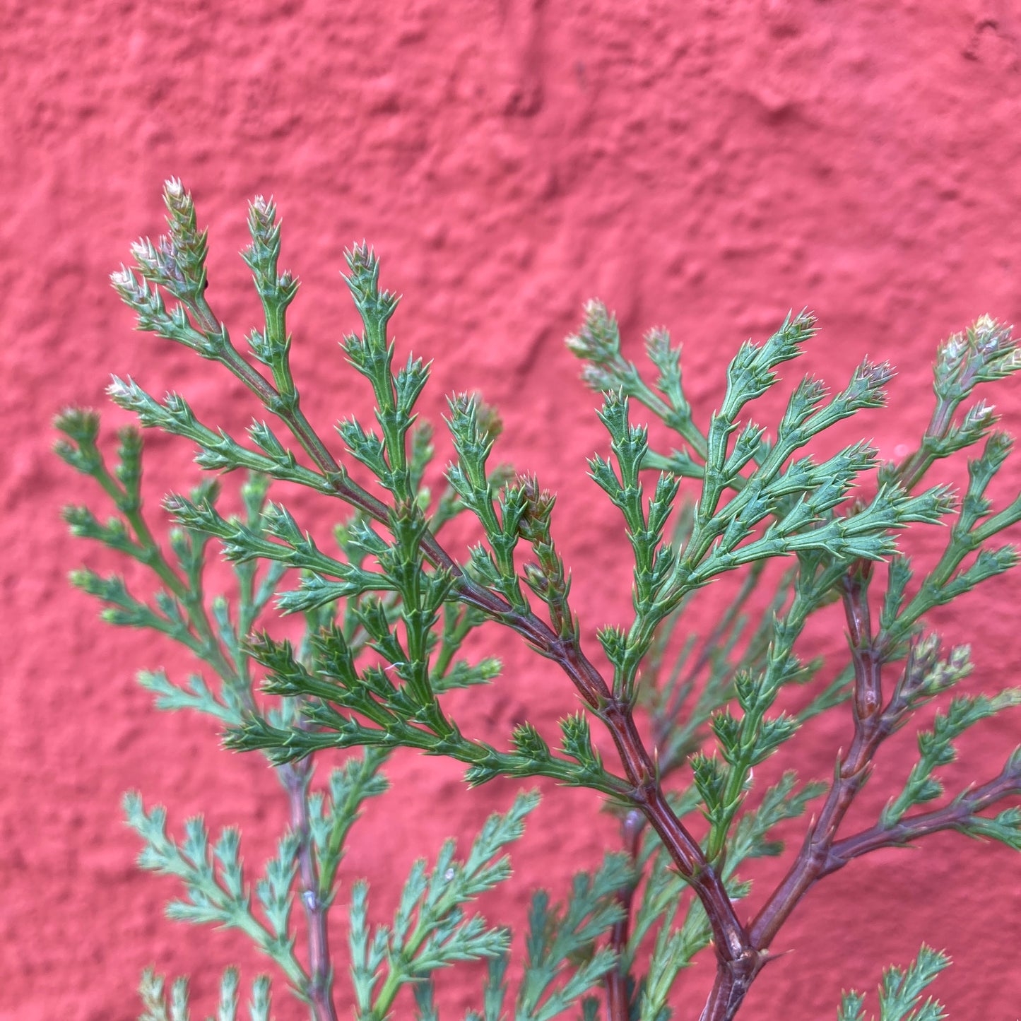 Calocedrus decurrens - Incense Cedar