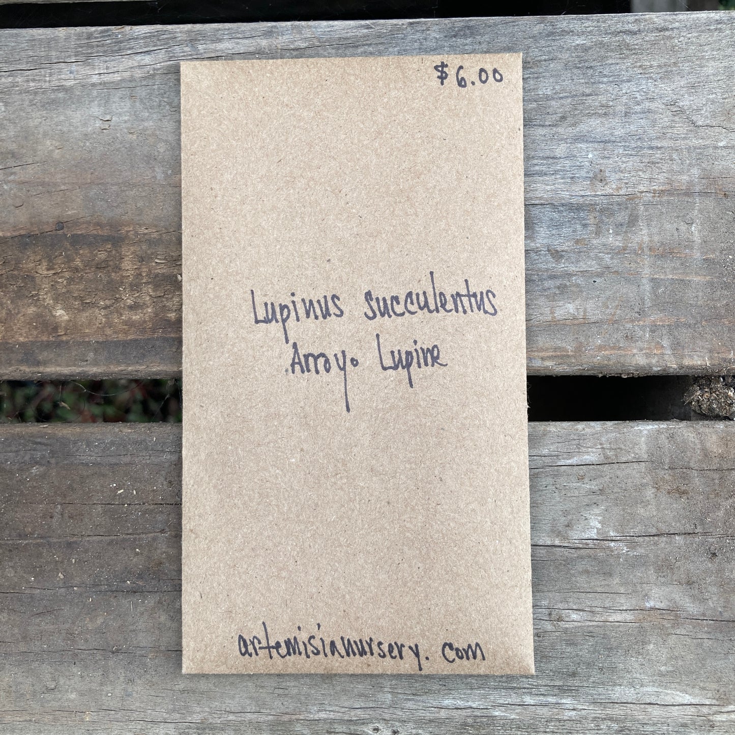 Arroyo Lupine Seeds - Lupinus succulentus