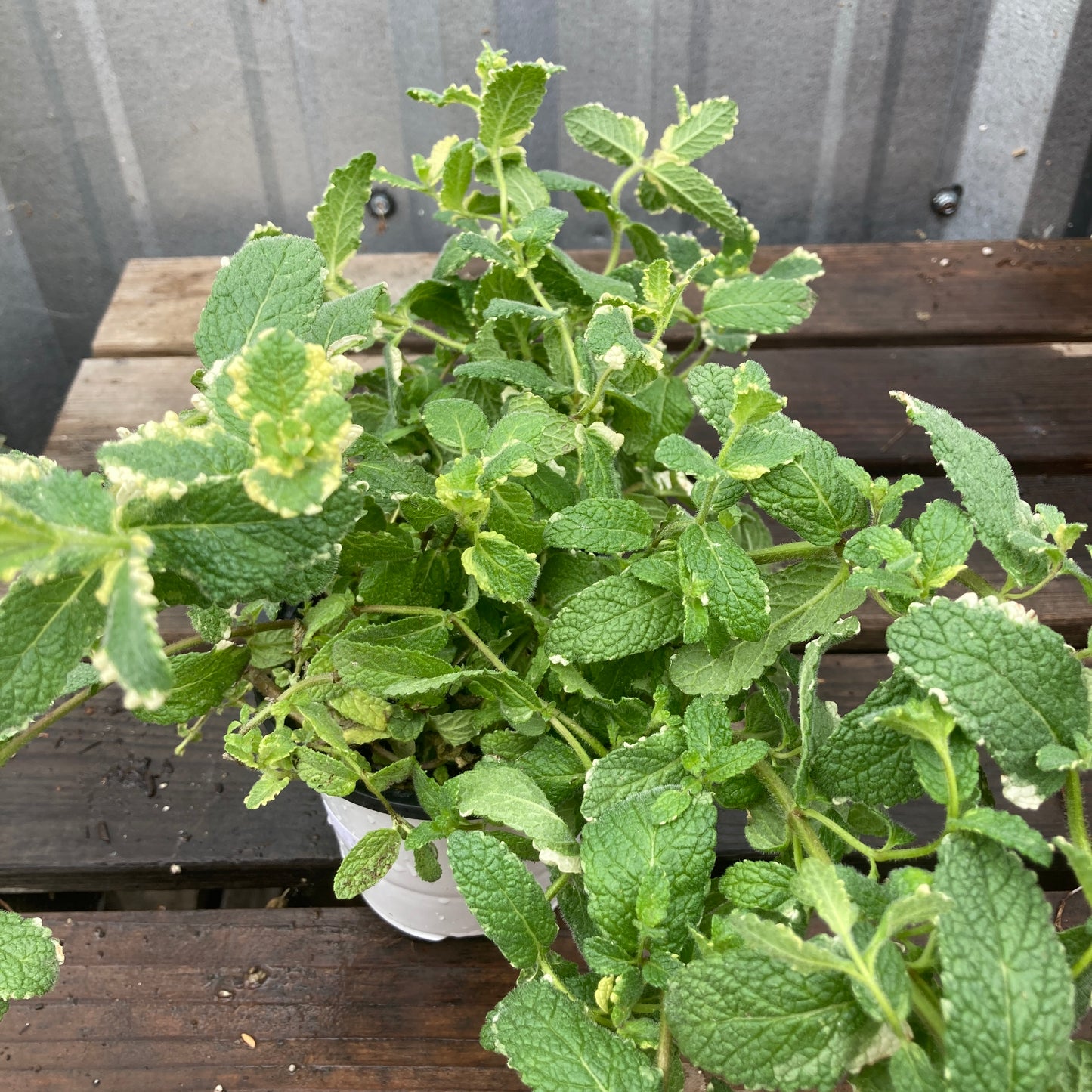 Pineapple Mint