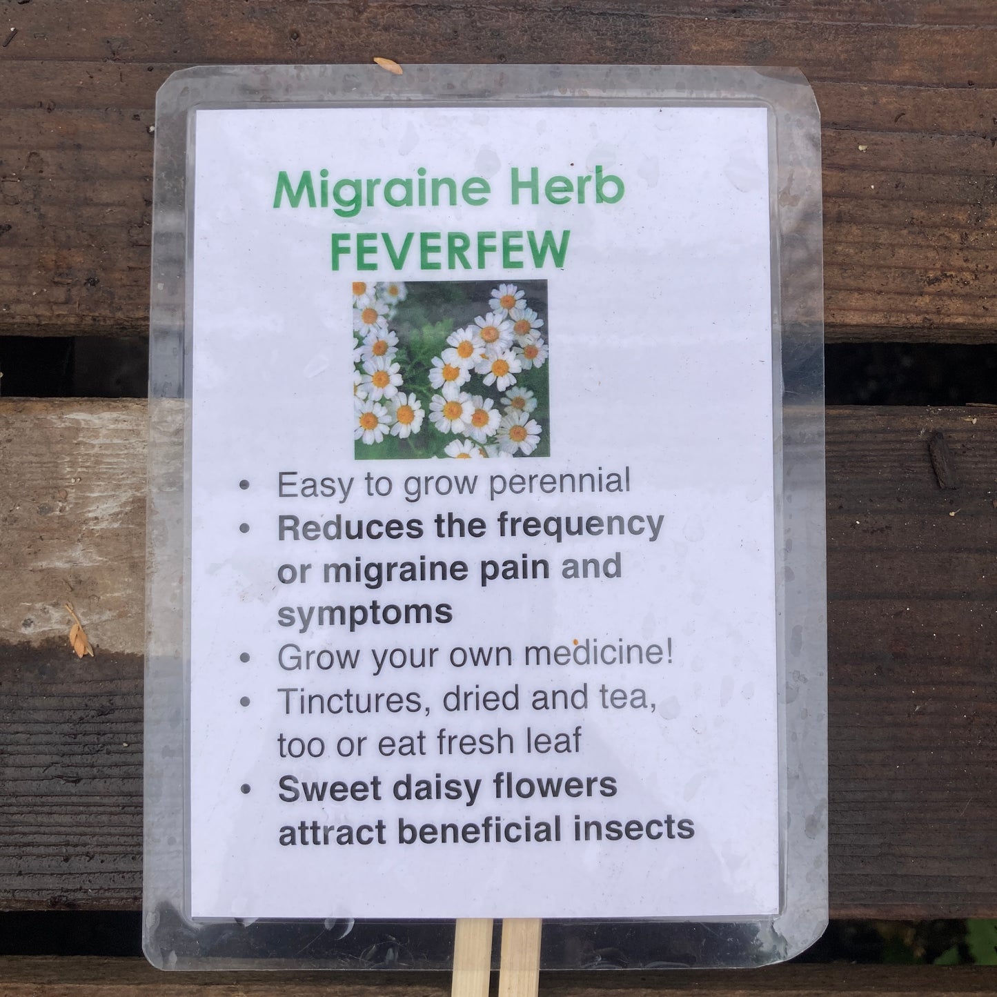Feverfew