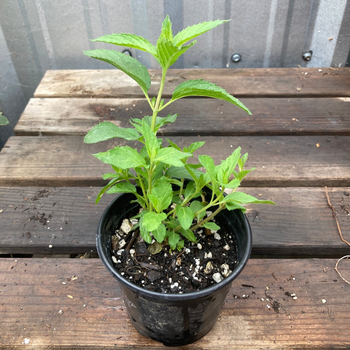 Swiss Mint