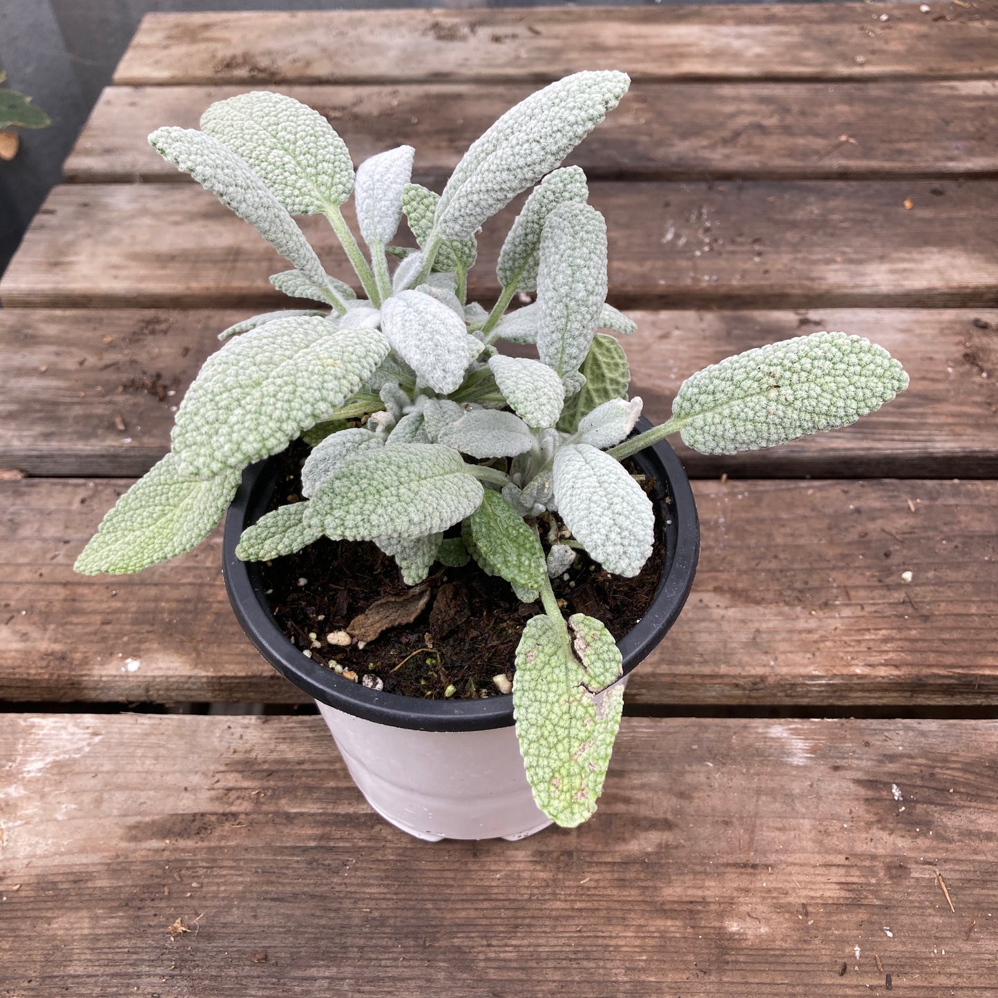 Snowflake Sage