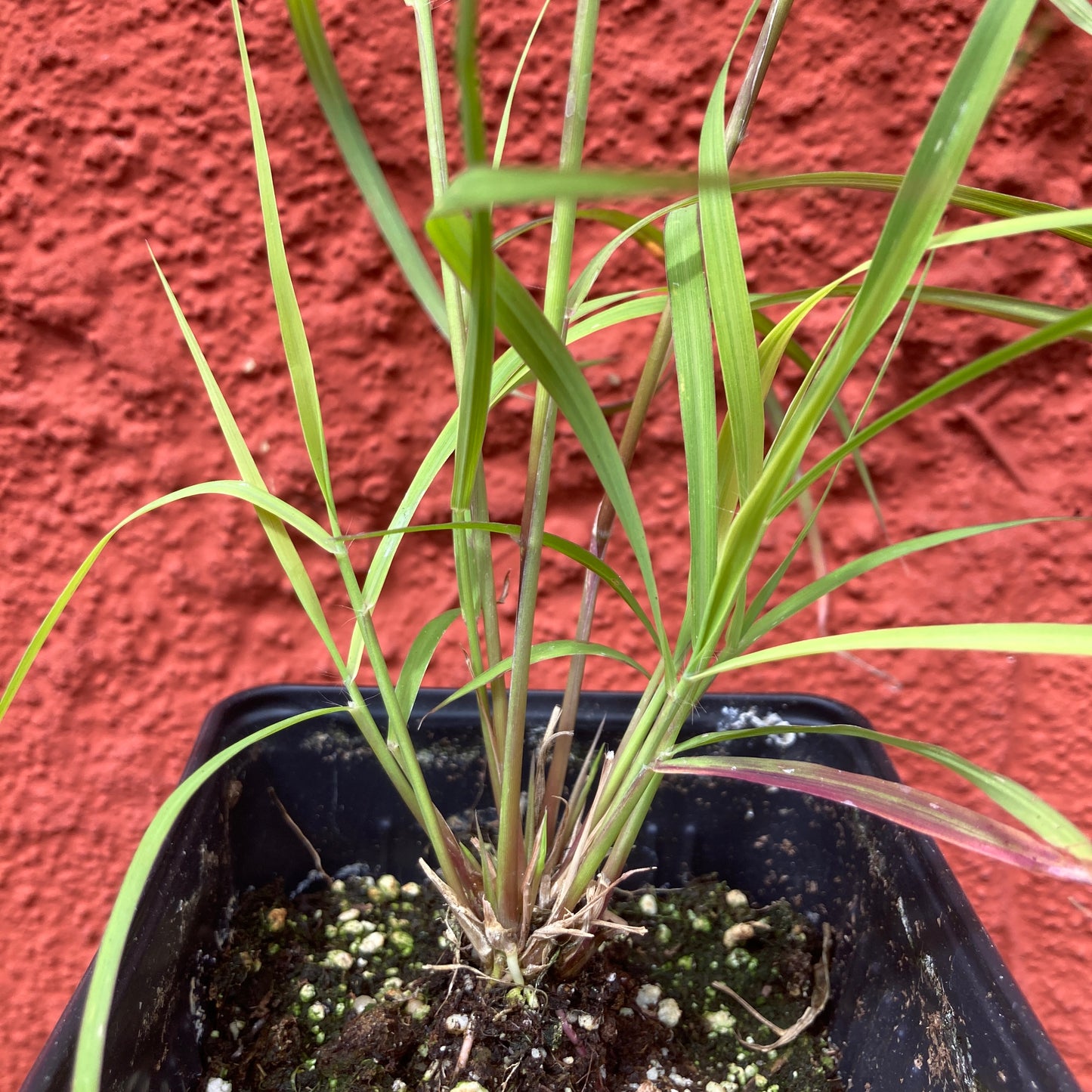 Bothriochloa barbinodis - Silver Beardgrass