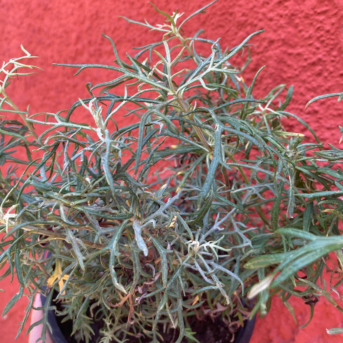 Artemisia palmeri - San Diego Sagewort