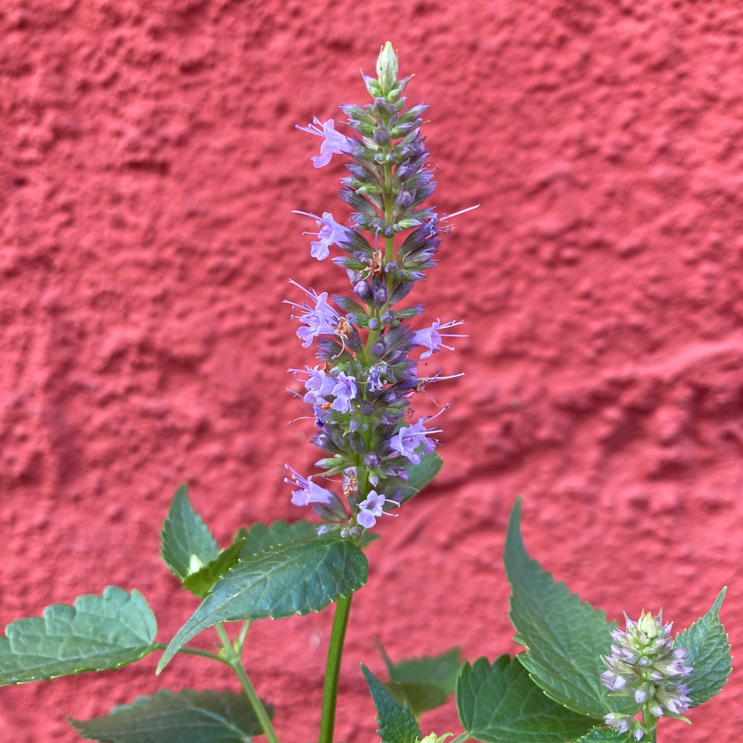 Anise Hyssop