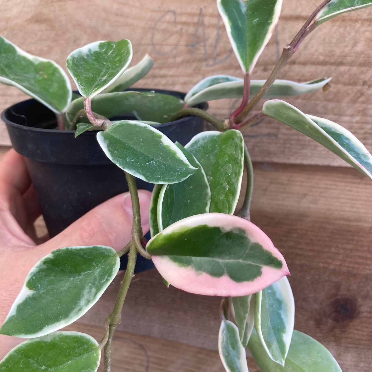 Hoya 'Krimson Princess'