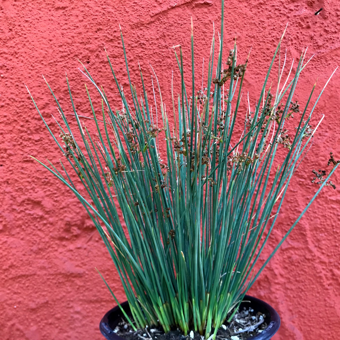 Juncus patens 'Elk Blue' - Elk Blue Rush