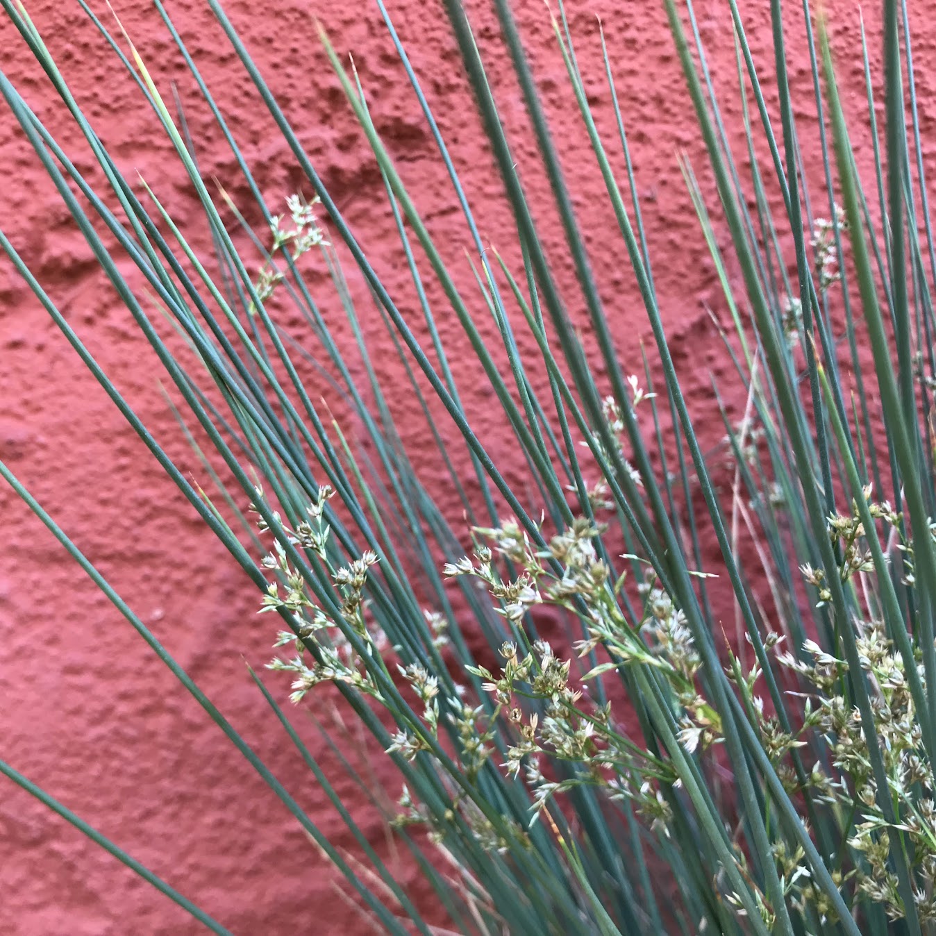 Juncus patens - California Grey Rush