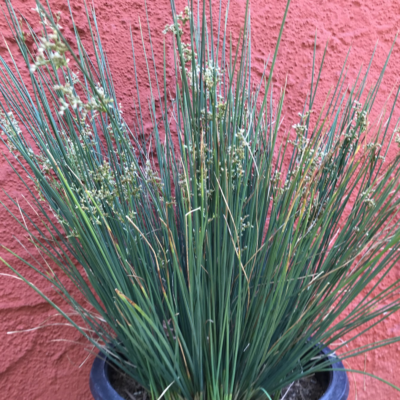 Juncus patens - California Grey Rush