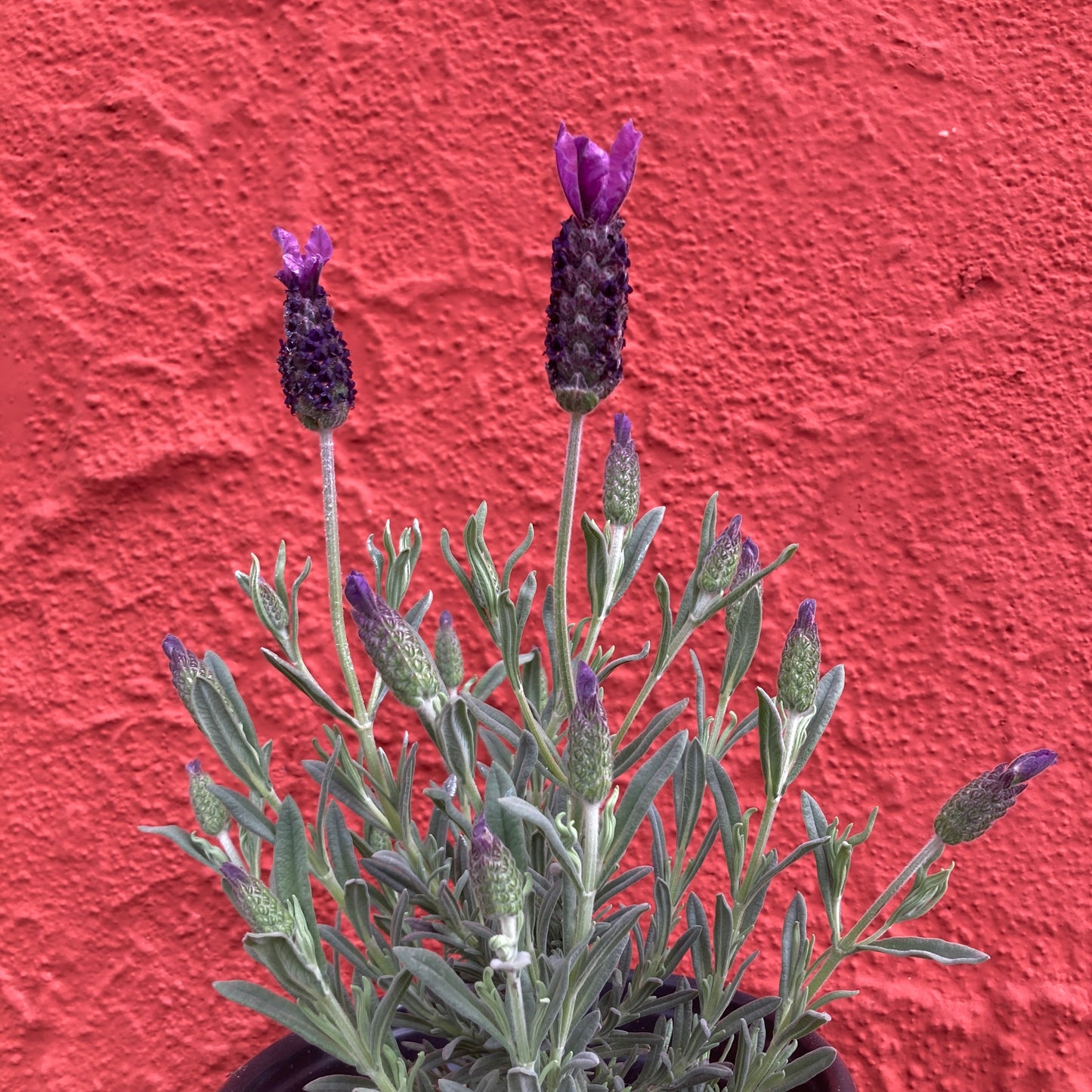 Lavandula stoechas 'Anouk' - Spanish Lavender