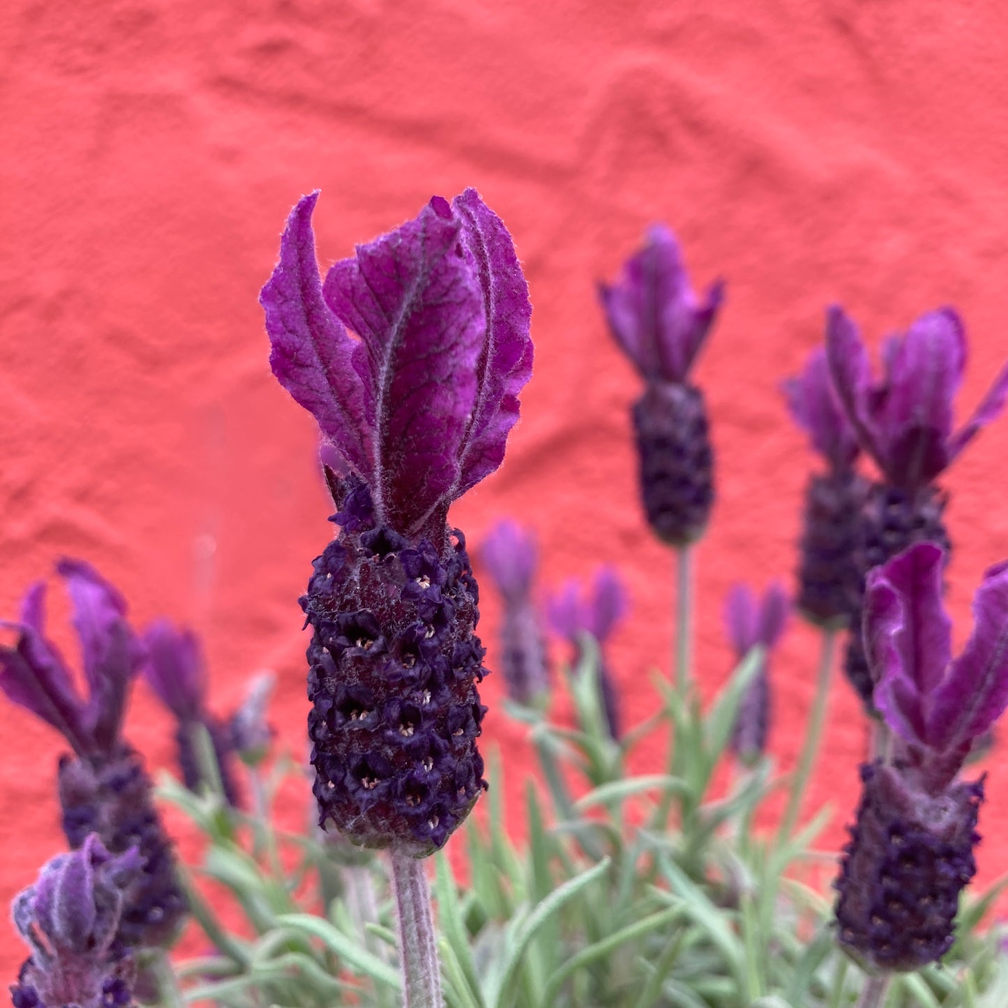Lavandula stoechas 'Primavera' - Spanish Lavender