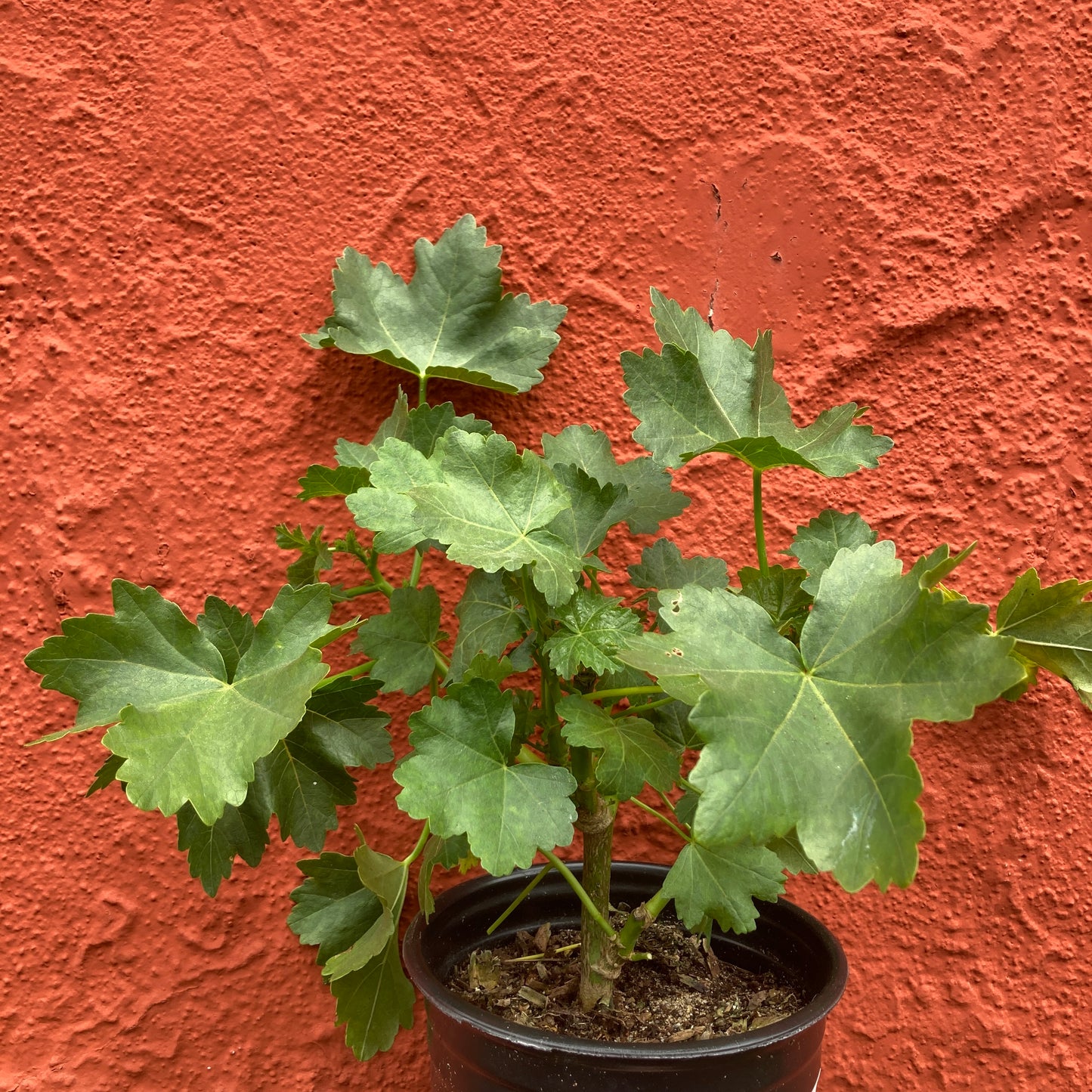 Lavatera ‘Black Heart’ - Black Heart Tree Mallow