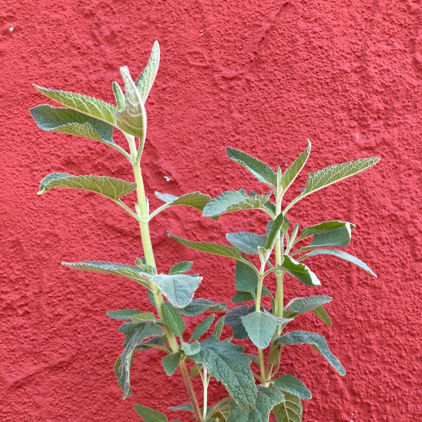 Lepechinia fragrans - Fragrant Pitcher Sage